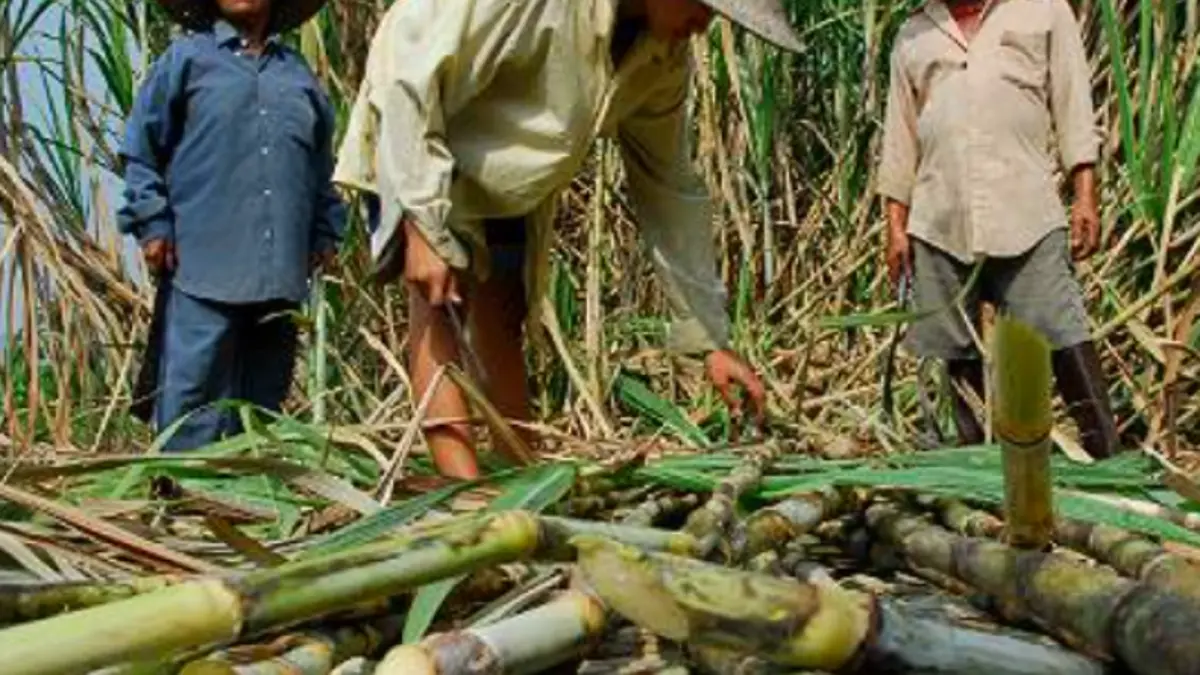 Valle, sede del Congreso de la Agroindustria de la Caña con delegados de más de 50 países, más de 1,200 expertos y empresarios: será «Cop16 Sugar»
 – Ojo critico