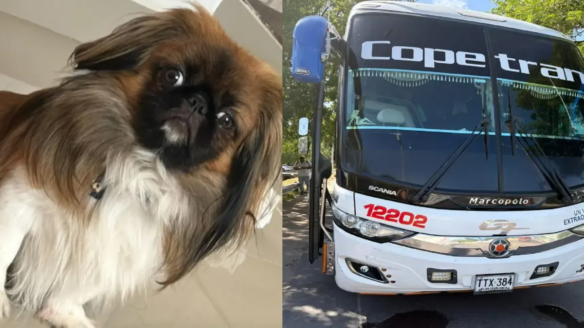 Esta es una sanción de un millonario que Supertransportte pondría a los copetas a la muerte de una mascota durante el viaje de Bucaramanga-Medellín
 – Ojo critico