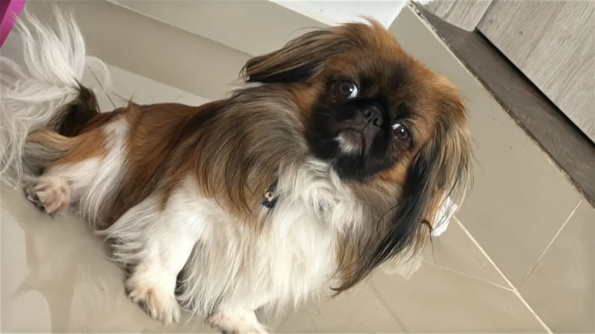 Estudian una compañía de transporte a través de la muerte de un perro maxi en un autobús intercimal, que incluía una ruta entre La Guajira y Medellín
 – Ojo critico