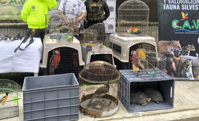 En Cereté (Córdoba), la mujer vendía aves silvestres en la calle, como si fueran bienes

 – Ojo critico