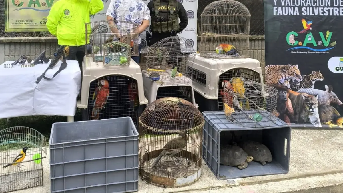 En Cereté (Córdoba), la mujer vendía aves silvestres en la calle, como si fueran bienes
 – Ojo critico