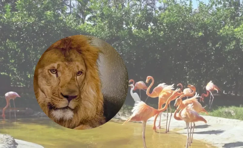 Barranquilla recibe al Nuevo León en su zoológico y celebra un día especial que combina educación, protección y entretenimiento para familias.

 – Ojo critico