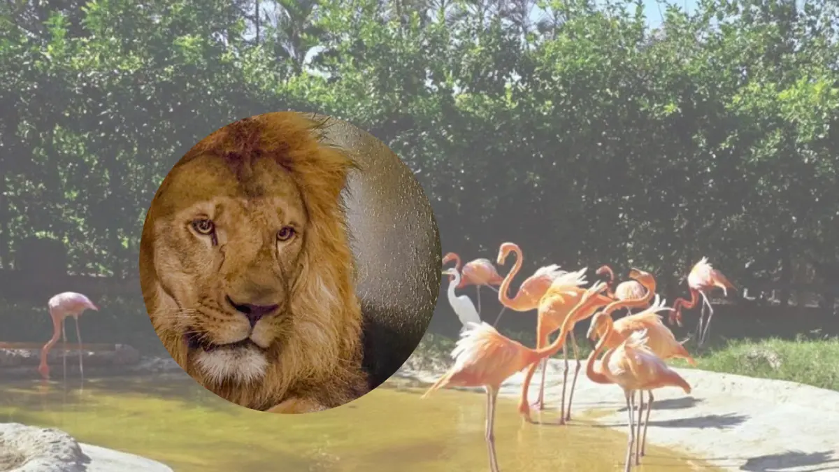 Barranquilla recibe al Nuevo León en su zoológico y celebra un día especial que combina educación, protección y entretenimiento para familias.
 – Ojo critico