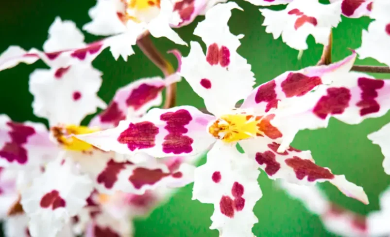 ¡Programa de orquídeas de Antioquia! Plan de protección de más de mil especies de esta tesorería natural

 – Ojo critico