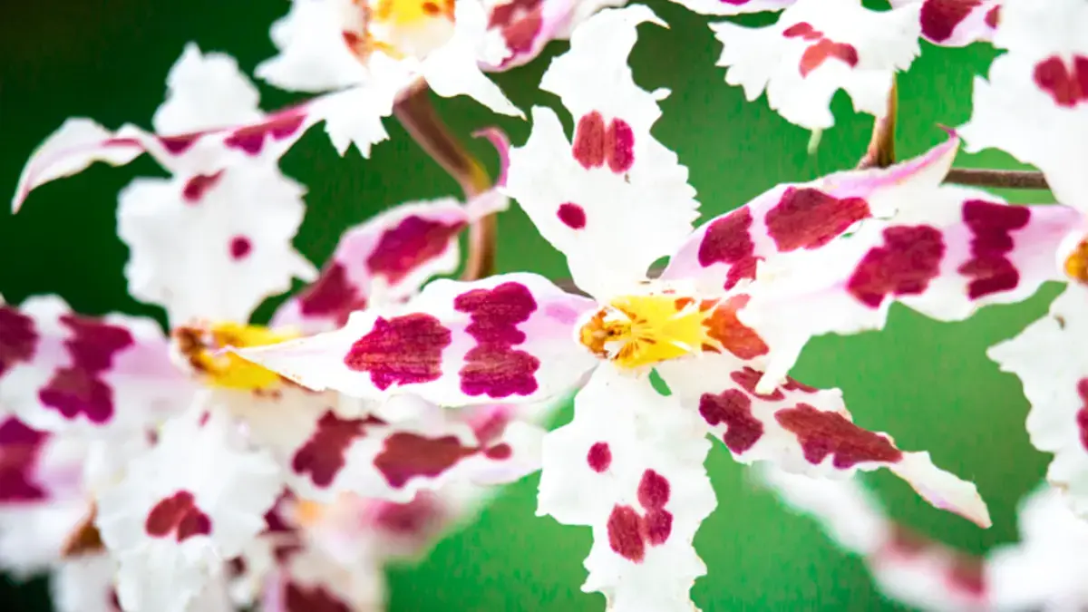 ¡Programa de orquídeas de Antioquia! Plan de protección de más de mil especies de esta tesorería natural
 – Ojo critico