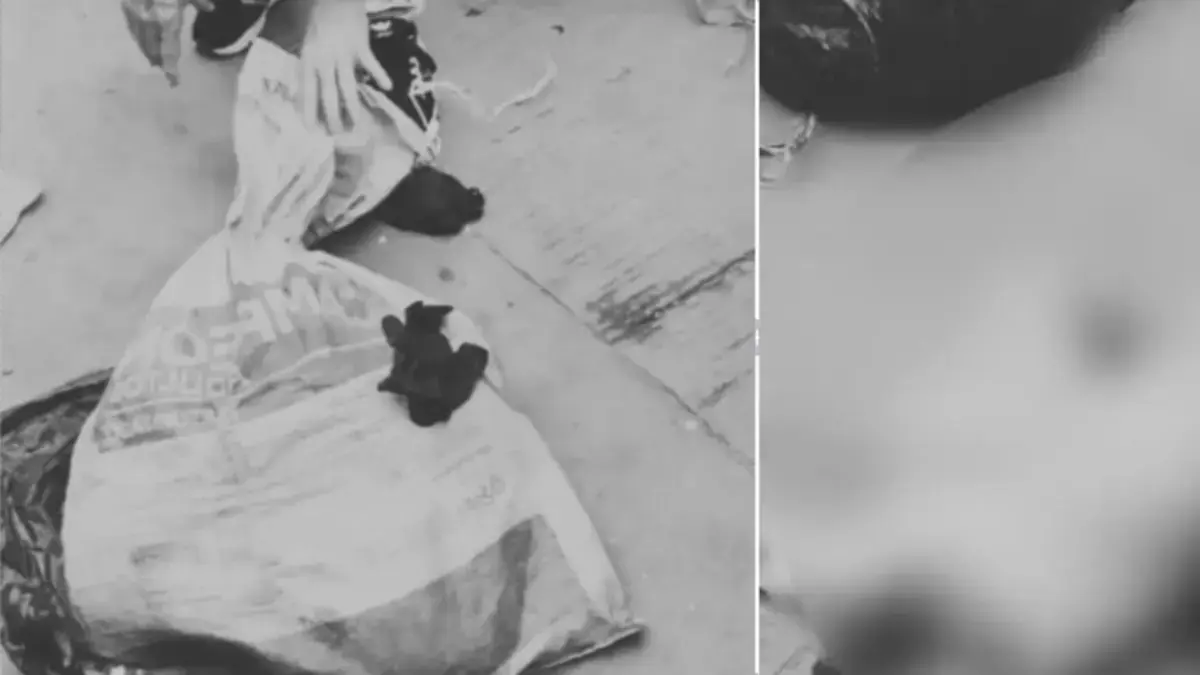 examinar si el animal ha experimentado abuso sexual
 – Ojo critico
