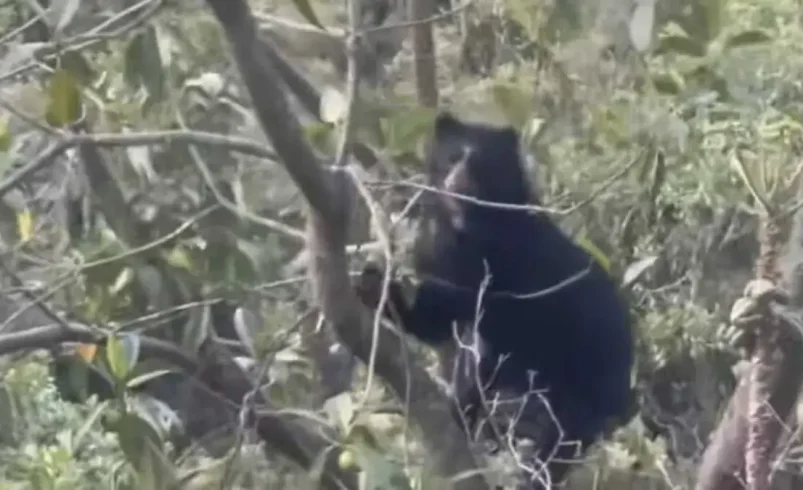 Alarma en varios municipios de Nariño para atacar a los gatos contra el ganado

 – Ojo critico