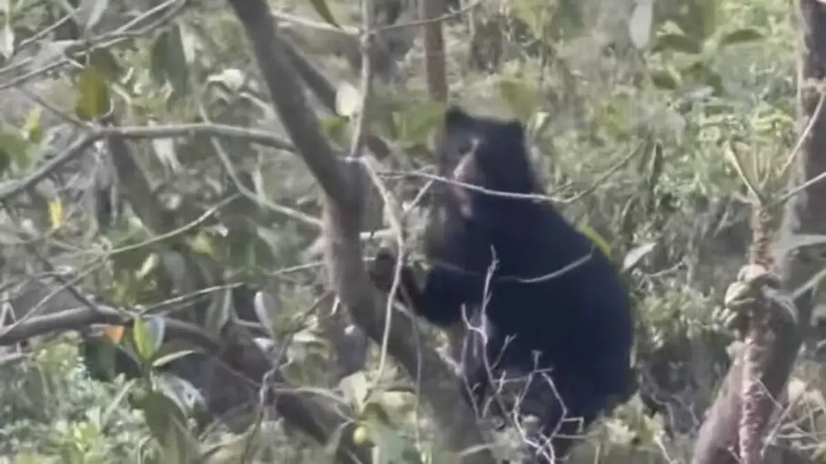 Alarma en varios municipios de Nariño para atacar a los gatos contra el ganado
 – Ojo critico