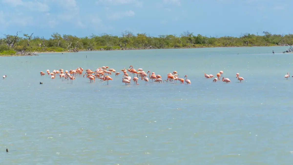 Más de 14,000 aves en el santuario de fauna y flora de flamencos
 – Ojo critico