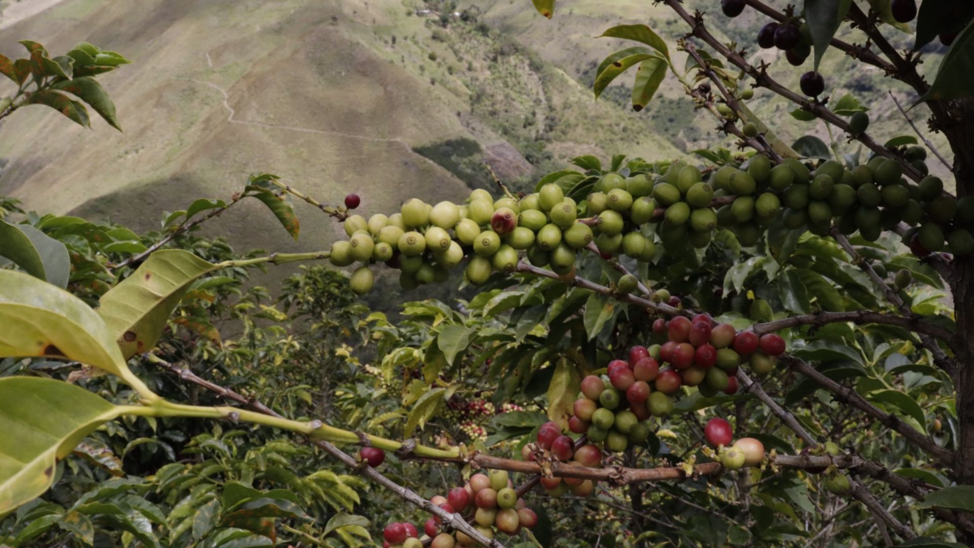 La producción de café en julio alcanzó buenos números
 – Ojo critico