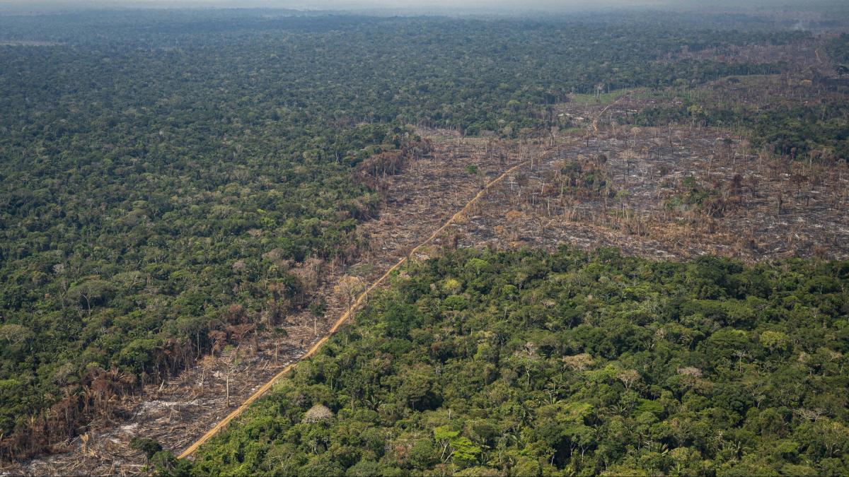Colombia reduce la deforestación en los primeros meses de 2025 en un 33 %
 – Ojo critico