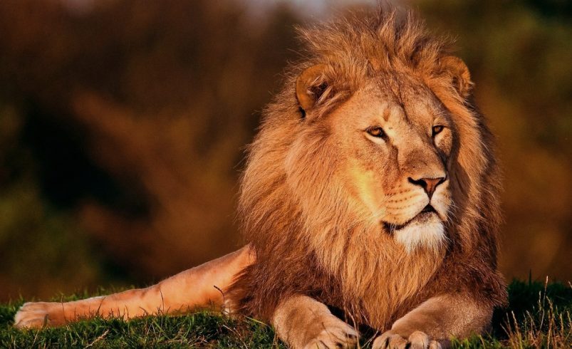 Día del León Mundial, un llamado urgente a su conservación
 – Ojo critico