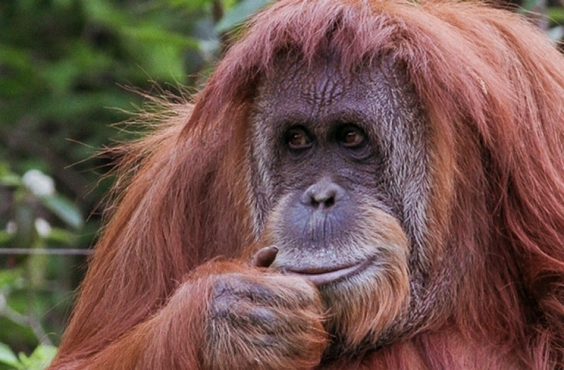 Día del Orangután mundial: Guardianes del bosque en peligro
 – Ojo critico