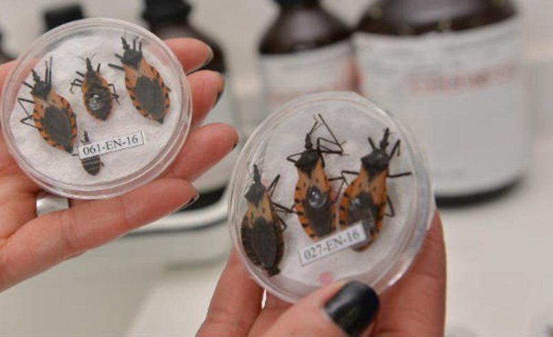 El mal de Chagas «una enfermedad que muchos tienen, pero no se detecta a tiempo»: sepa en qué regiones del país está presente y cómo tratarla

 – Ojo critico