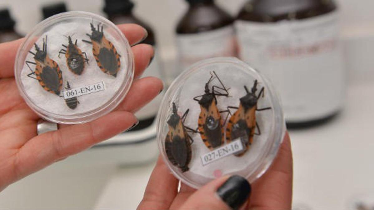 El mal de Chagas «una enfermedad que muchos tienen, pero no se detecta a tiempo»: sepa en qué regiones del país está presente y cómo tratarla
 – Ojo critico