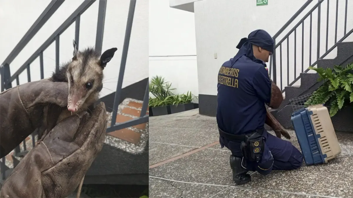 Los bomberos salvan a Csarigüey, quien se metió en el motel en las estrellas
 – Ojo critico