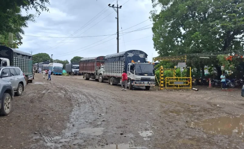 Los productores de arroz condenan que las fábricas cerraron la puerta y no reciban pétalos para los agricultores al final

 – Ojo critico