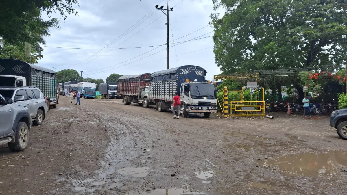 Los productores de arroz condenan que las fábricas cerraron la puerta y no reciban pétalos para los agricultores al final
 – Ojo critico