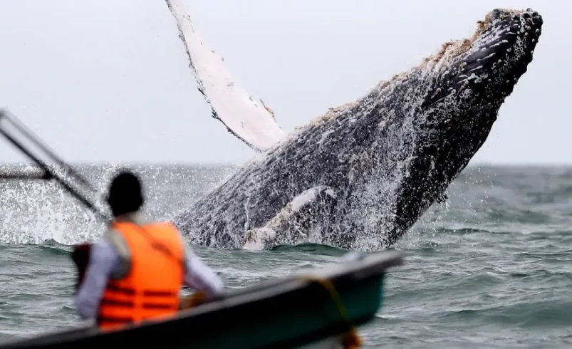 Una advertencia sobre ballenas procesadas y se estableció en Buenaventura en el valle

 – Ojo critico