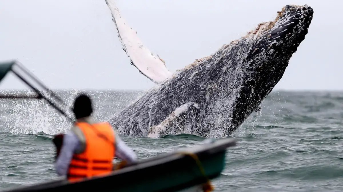 Una advertencia sobre ballenas procesadas y se estableció en Buenaventura en el valle
 – Ojo critico