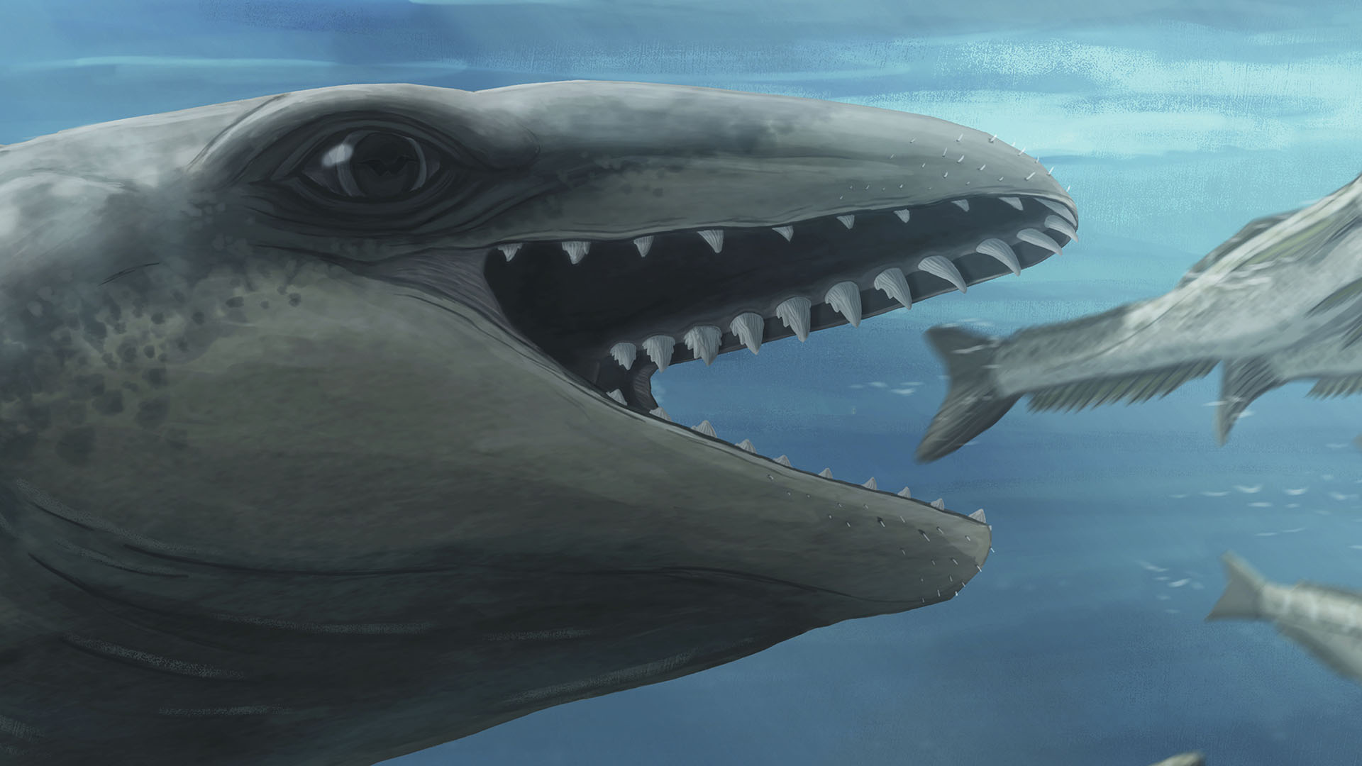 Descubres Whaleskädel durante 26 millones de años, que describe la historia marina
 – Ojo critico