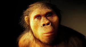 Descubres una nueva especie de Australopithecus que resumió el primer homo hace casi 3 millones de años

 – Ojo critico