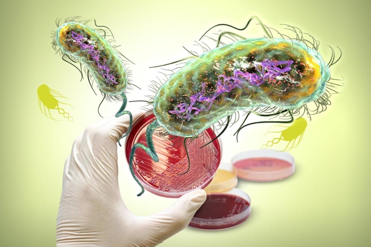 Los científicos convierten las bacterias en procesadores digitales
 – Ojo critico