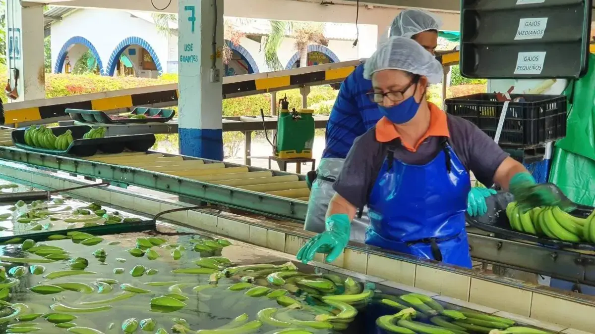 La exportación del Caribe de Bananas aumentó en un 18 % en 2025.
 – Ojo critico