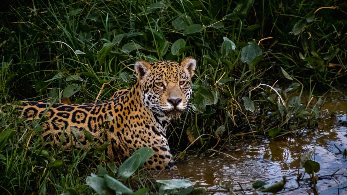 La controversia y el rechazo del posible cazador de jaguar en Valle: el hombre quería matarlo; Lo que se sabe en el caso tuvo lugar en la zona de Buenaventura

 – Ojo critico