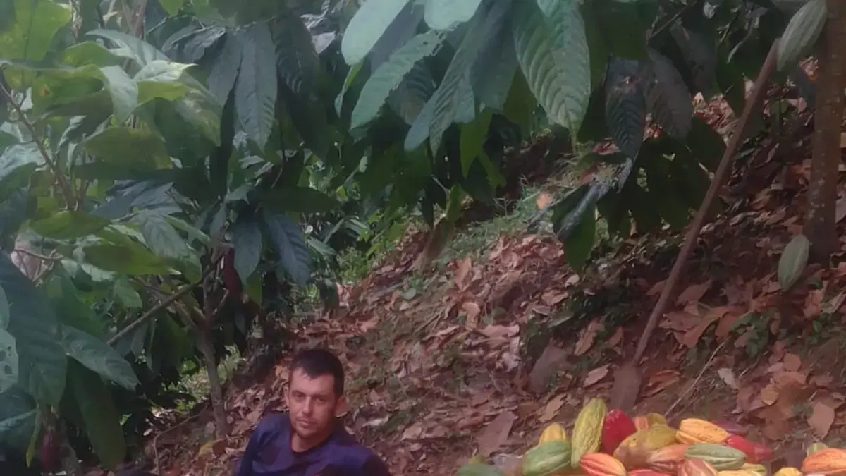 Exportar 50 toneladas de cacao premium de César a Gran Bretaña impulsa la economía rural

 – Ojo critico