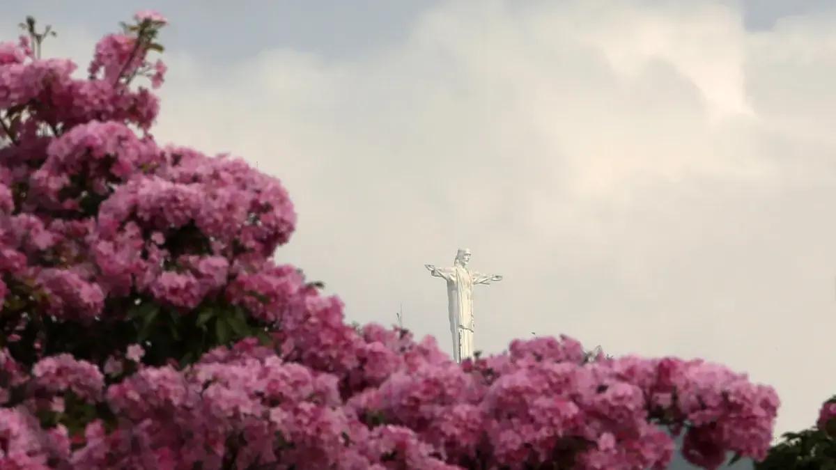 En las imágenes, los guayacanes rosados decoran las calles de todos: más de 17,000 árboles florecieron en la capital de Valle del Cauca
 – Ojo critico