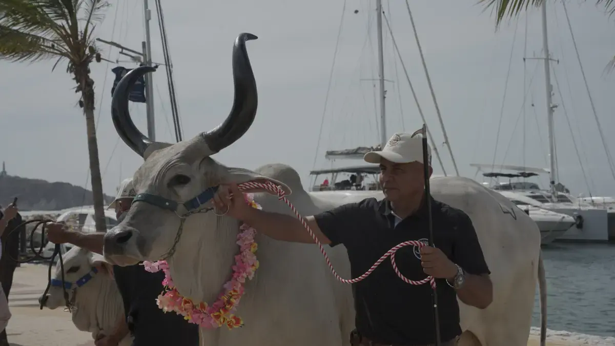 Con la subasta frente al mar, Fedegán celebrará 500 años de animales de granja colombianos
 – Ojo critico