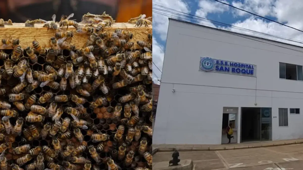 Recibieron más de 200 bocados en todo el cuerpo

 – Ojo critico