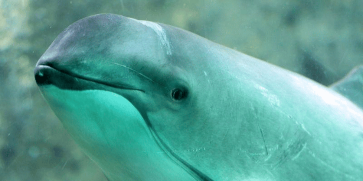 Día Internacional de Vaquita Marina: una especie al límite, una responsabilidad compartida
 – Ojo critico