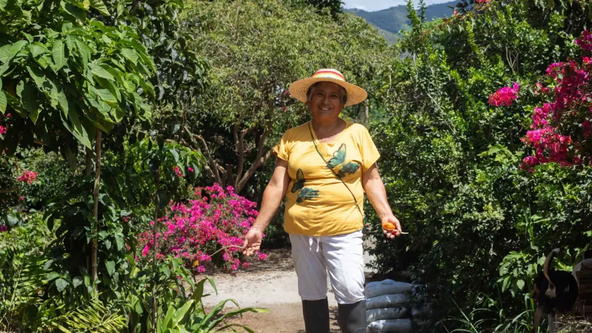 La sabiduría innata del campesino en Nariño la llevará a Japón lejano, con su exitosa experiencia de «bosque comestible»
 – Ojo critico