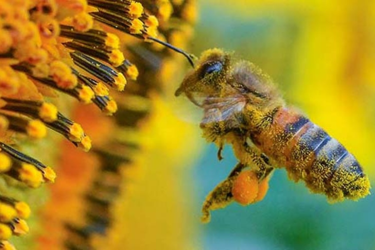Superalimento creado para salvar abejas

 – Ojo critico