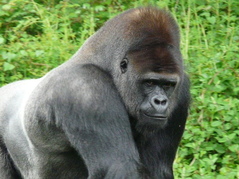 Día del Gorilla Mundial 2025: una fecha para proteger al gigante del bosque

 – Ojo critico