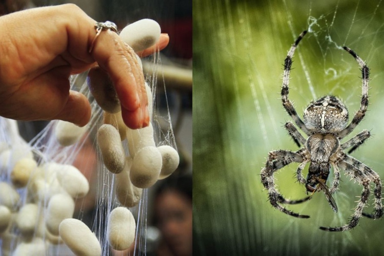 Los científicos logran incluir genes de araña en Seidenrautzeer
 – Ojo critico