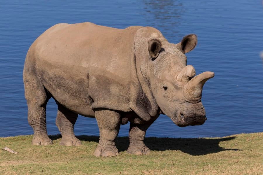 Día del Rhino Mundial 2025: Un llamado urgente para proteger una especie antigua
 – Ojo critico