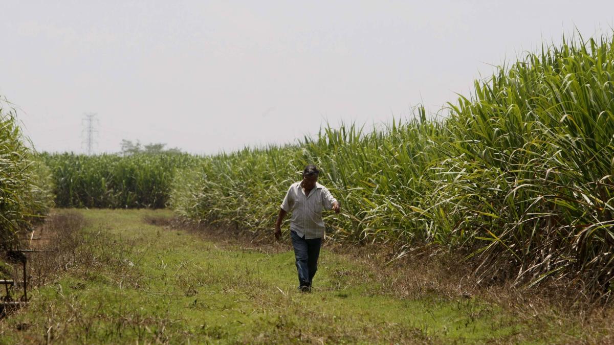 Asocaña responde al Ministro (e) del medio ambiente para el cultivo de agronegocios en el valle: «No terminamos el agua subterránea»
 – Ojo critico