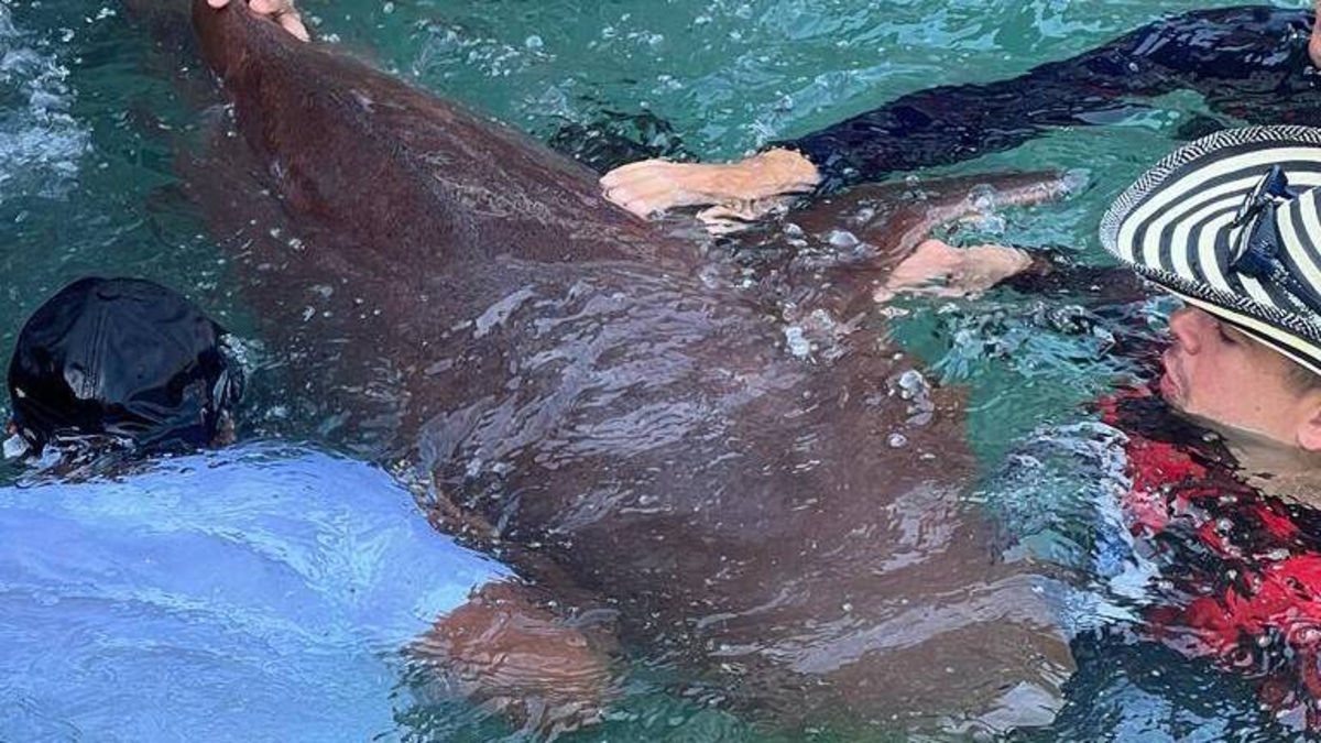 Un tiburón atrapado atacó a un turista de 14 años en el islote de San Bernardo, en la zona insular de Cartagena, y le hirió gravemente la mano

 – Ojo critico