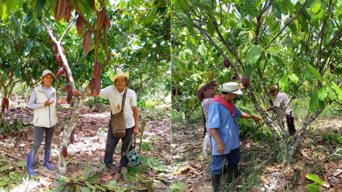 Asociación de comunas de cacao de la región
 – Ojo critico