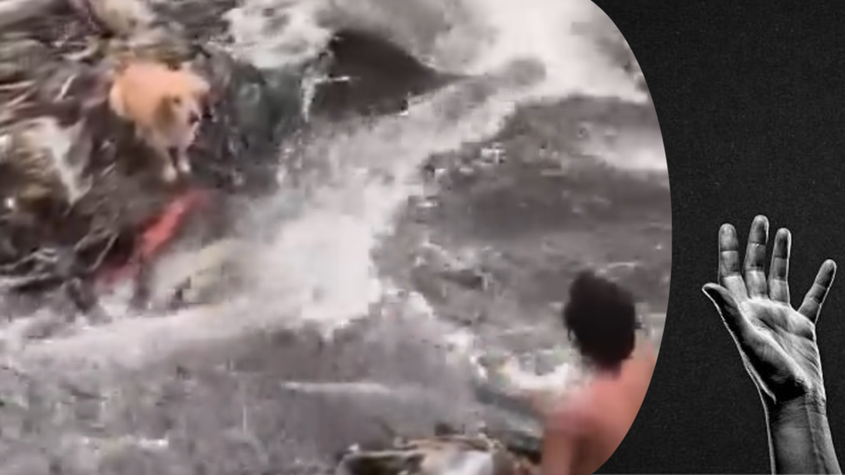 Jóvenes héroes rescatan a un perro atrapado en el río Otún en Pereira
 – Ojo critico