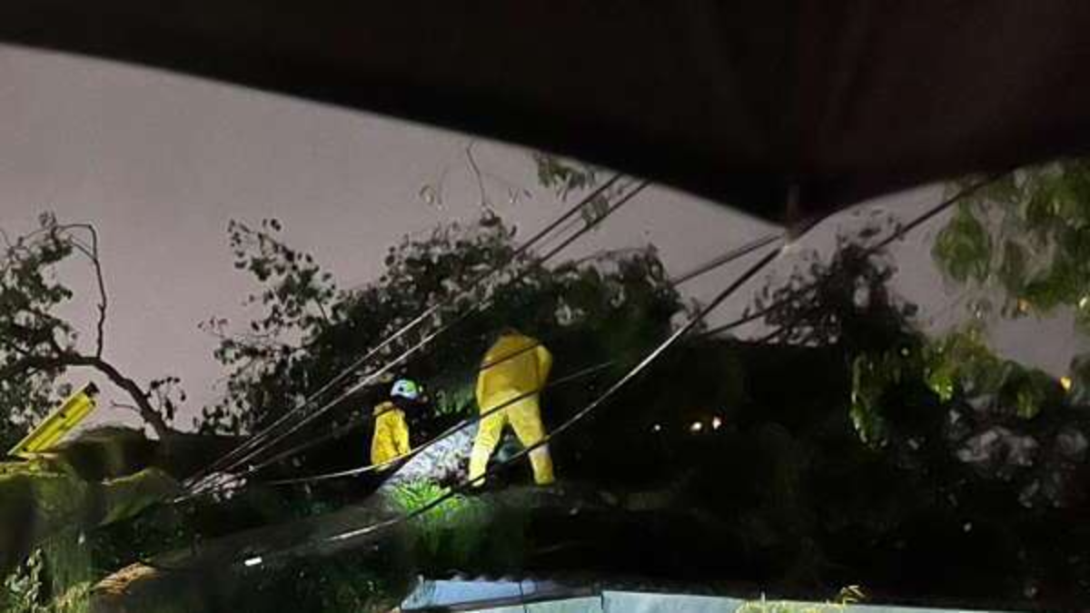 uno tiene 13 metros de altura y cayó sobre una casa; lo que se sabe
 – Ojo critico