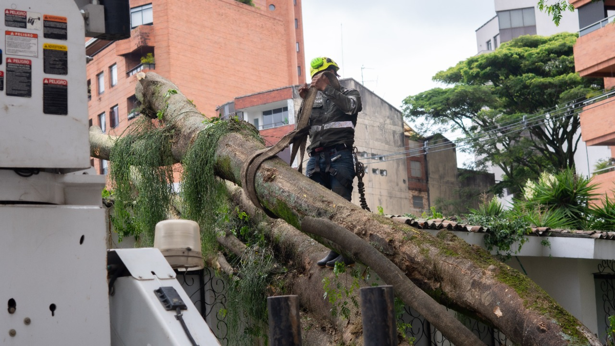 «El árbol parece haber sido talado con un hacha grande; el muro y la valla lo detuvieron, de lo contrario habría destruido la casa.
 – Ojo critico