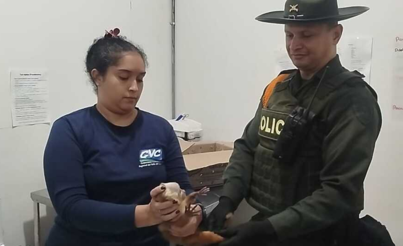 Salvan la vida de un primate que estaba en un buzón luego de ser transportado en un bus intermunicipal en Cali: se sabe

 – Ojo critico