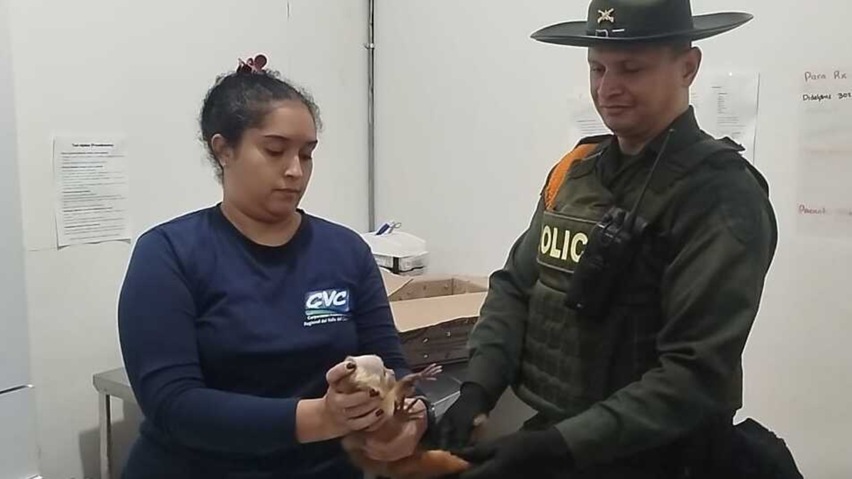 Salvan la vida de un primate que estaba en un buzón luego de ser transportado en un bus intermunicipal en Cali: se sabe
 – Ojo critico