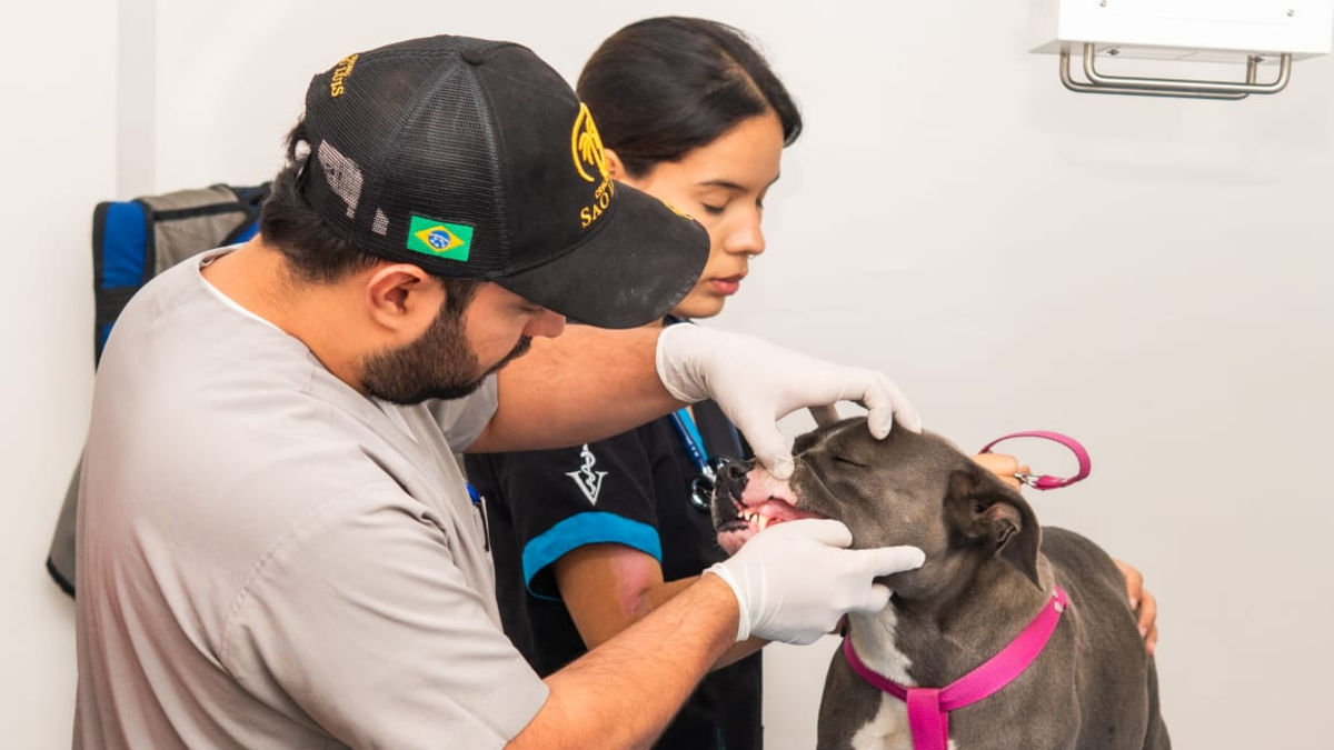 ¿Tienes una mascota en California? Esto es lo que necesitas saber sobre los servicios de urgencia y emergencia que tiene Animal Care Center.
 – Ojo critico