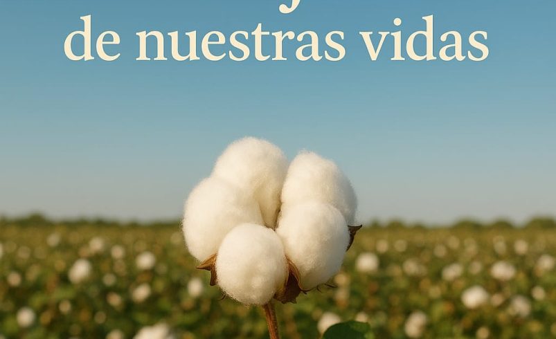 Día mundial del algodón: la tela en nuestras vidas
 – Ojo critico