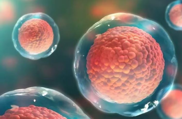 Los científicos crean huevos humanos a partir de células de la piel

 – Ojo critico